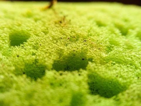 Selective focus surface of dirty green dish washcloth with leftover food. Stock Photos