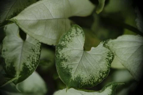 Selective focus of Syngonium Mini Pixie houseplant. Stock Photos