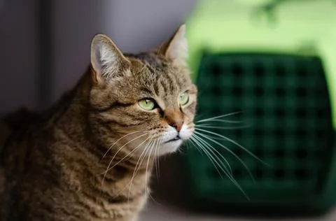 Selective focus on tabby cat is sitting on blurred background. Stock Photos