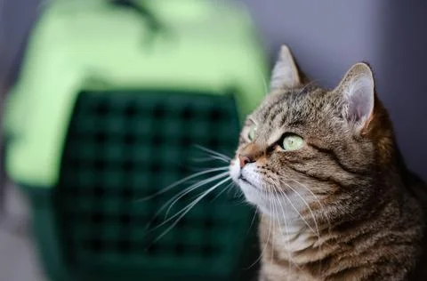 Selective focus on tabby cat is sitting on blurred background. Stock Photos