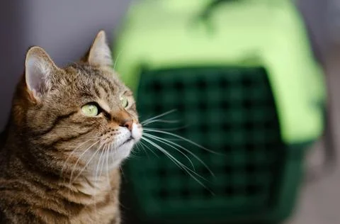 Selective focus on tabby cat is sitting on blurred background. Stock Photos