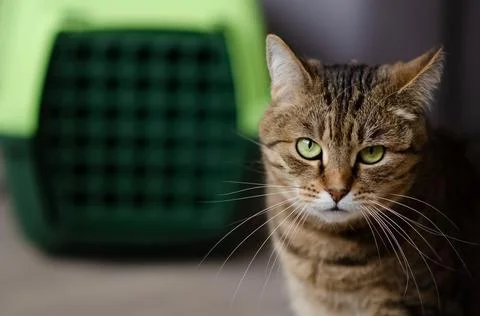Selective focus on tabby cat is sitting on blurred background. Foto stock