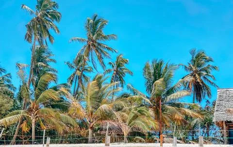 Selective focus, tall palm trees and bungalows with cane roofs set against a Stock Photos