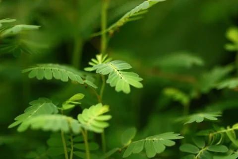 Selective focus of tamarind leaf green leaves Stock Photos