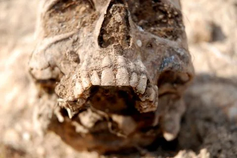 Selective focus on the teeth of a skull recently extracted from the ground Photos