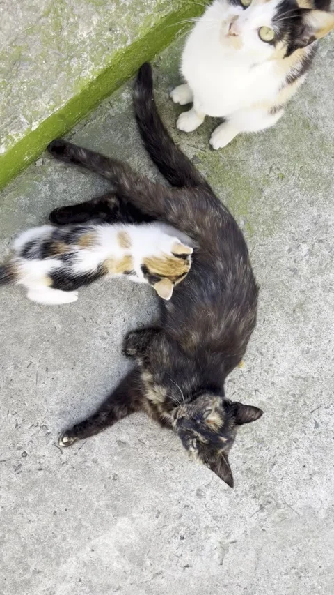 Selective focus on tender moment of kitten feeding from feline mother Stock Footage 313713339