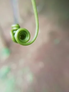 Selective focus on a tendril blur background Foto stock