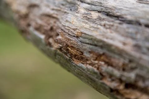 Selective focus on termite damage to a tree branch with blurred background Stock Photos