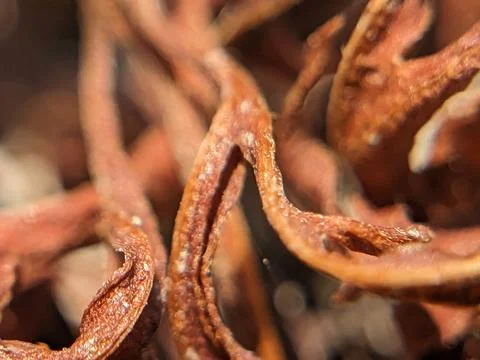 Selective Focus on Texture of a Dried plant in the garden Stock Photos