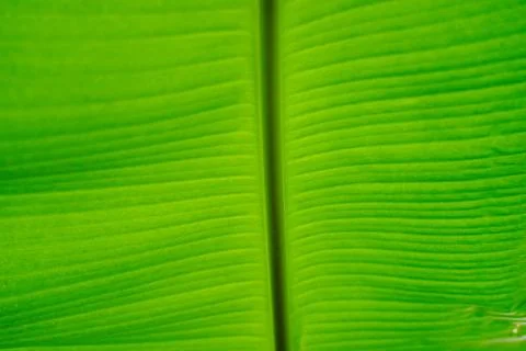 Selective focus on texture of green leaf banana with daylight background Stock Photos