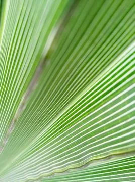 Selective focus texture of green palm leaf. Palm tree leaf surface. Stock Photos