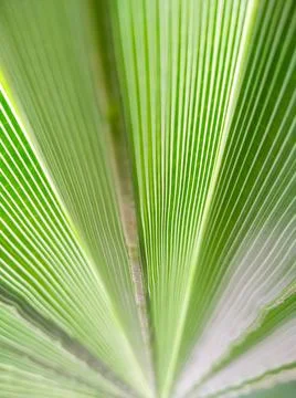 Selective focus texture of green palm leaf. Palm tree leaf surface. Stock Photos