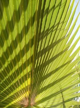Selective focus texture of green palm leaf. Palm tree leaf surface. Stock Photos