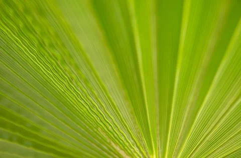Selective focus texture of green palm leaf. Palm tree leaf surface. Stock Photos