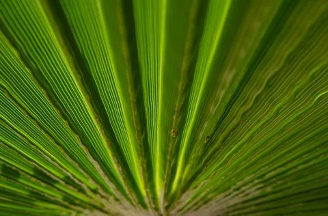 Selective focus texture of green palm leaf. Palm tree leaf surface. Stock Photos