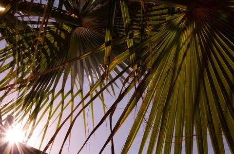 Selective focus texture of green palm leaf. Palm tree leaf surface. Foto stock