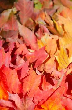 Selective focus on texture of red, orange, burgundy leaves. Stock Photos