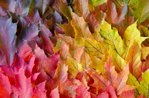 Selective focus on texture of red, orange, yellow, green leaves. Stock Photos