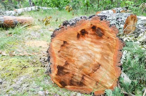 Selective focus texture of sawn tree trunk on blurred background of grass. Stock Photos