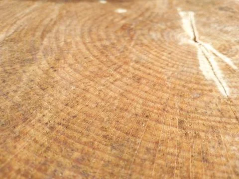Selective focus texture of sawn tree trunk. Annual rings of tree. Foto stock