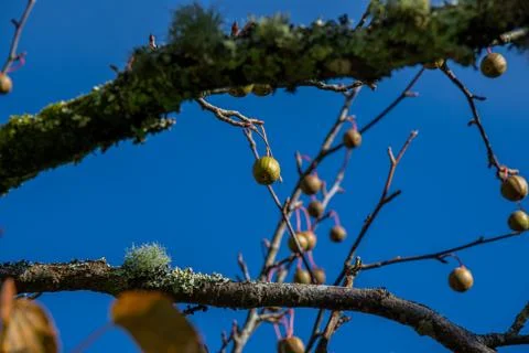 Selective focus on textured fruit against a gorgeous blue sky Stock Photos