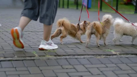 Selective focus of three small dogs walk on leashes with their owner on the.. Stock Footage 326307963