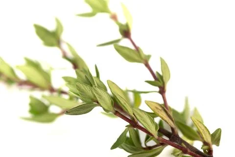 Selective focus on thyme leaves on white background. Stock-Fotos