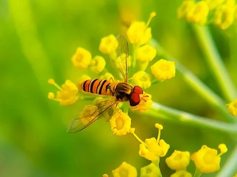 Selective focus of a tiny bee on a yellow flower collecting nectar for honey 库存照片