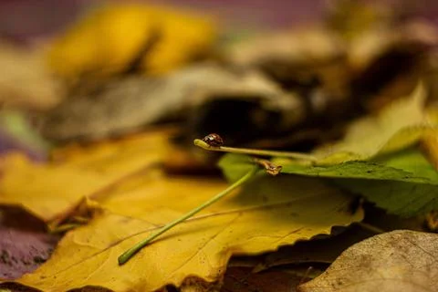 Selective focus of a tiny beetle on dried autumn leaf Stock Photos
