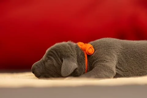 Selective focus of a tiny brown sleepy Weimaraner dog resting on the cloth Stock Photos