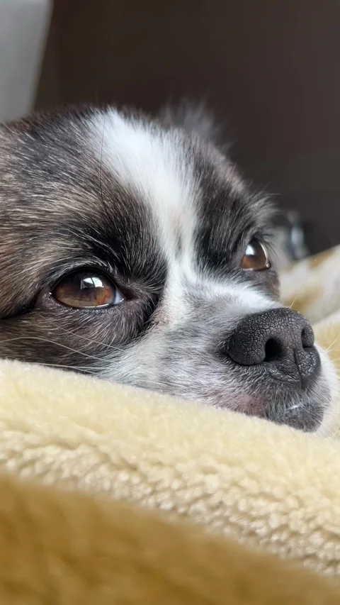 Selective focus tiny dog face macro shot Stock Footage 334327633