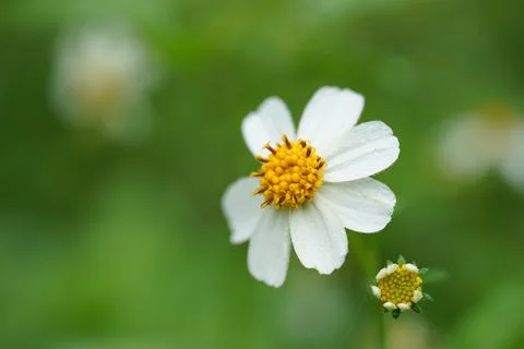 Selective focus of tiny flower white color with dew drops beautiful Stock Photos