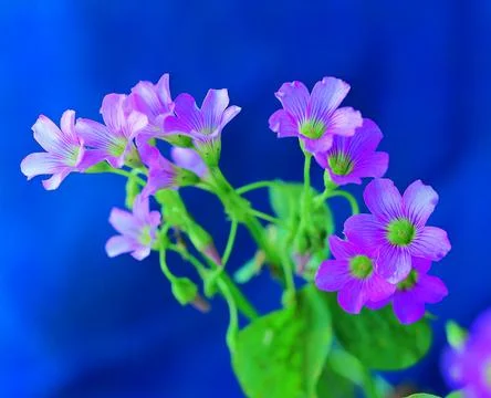 Selective focus of tiny purple flowers against a blue blurry background Stock Photos