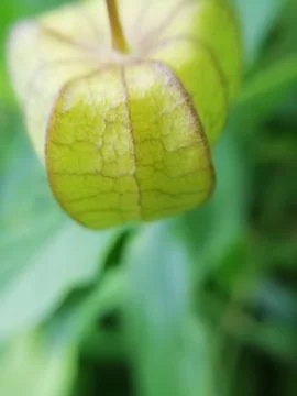 Selective focus on tomatillo blur background Foto stock