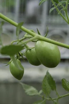 Selective focus of tomato. Tomato in the vegetable garden. Stock Photos