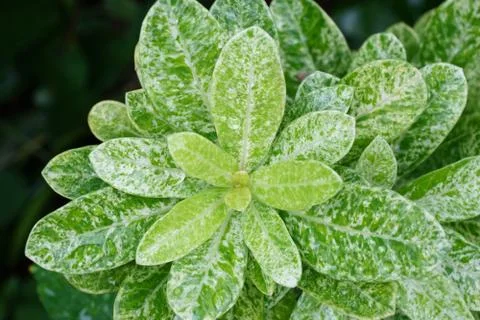 Selective focus on top tree on azalea tree white and green color with water Stock-Fotos