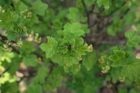 Selective focus, top view of blooming green leaves on the shrub Stock Photos