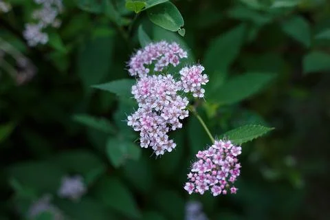 Selective focus, top view of blooming garden flowers on blurred background Stock Photos