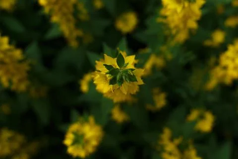 Selective focus, top view of garden-bed with yellow flowers on blurred Stock Photos
