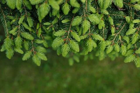 Selective focus, top view of green pine needles with blurred green background Stock Photos