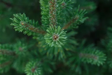 Selective focus, top view of green spruce branch Stock Photos