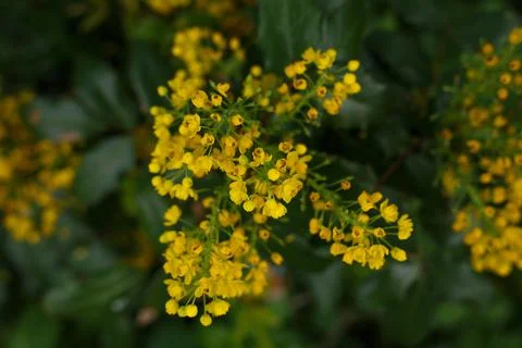 Selective focus, top view of yellow forestal flowers against dark blurred Stock Photos