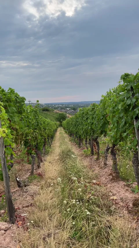 Selective focus traditional vineyards across the hills surrounding rdesheim Stock Footage 345148206