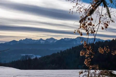 Selective focus on tree branch with scenic view of snow capped Karawanks mo.. Stock Photos