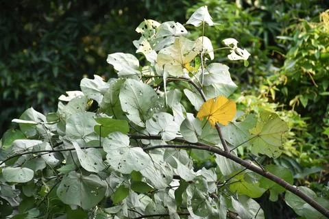 Selective focus of tree branches and leaves turning yellow Stock Photos
