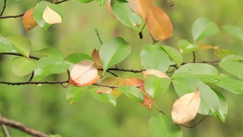 Selective focus on tree leaves in autumn forest.  Stock Footage 210207128
