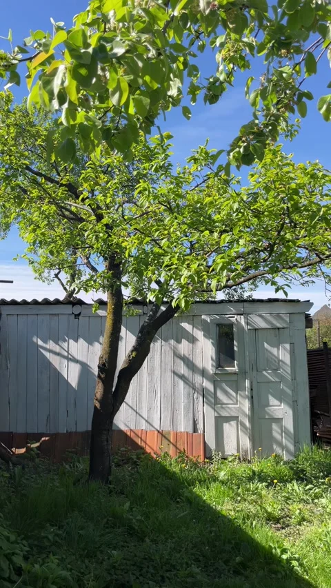 Selective focus tree near whitewashed barn rustic countryside scene Stock Footage 334327131