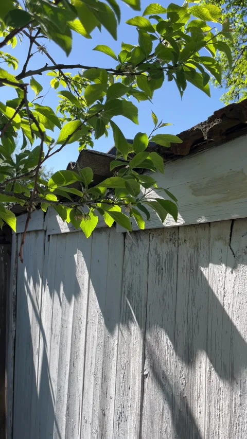 Selective focus tree next to whitewashed farm barn rustic background Stock Footage 334326945
