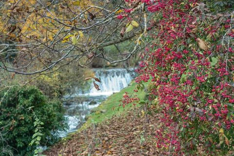 Selective focus on a tree with pink flowers in the middle of a forest in autumn Stock Photos