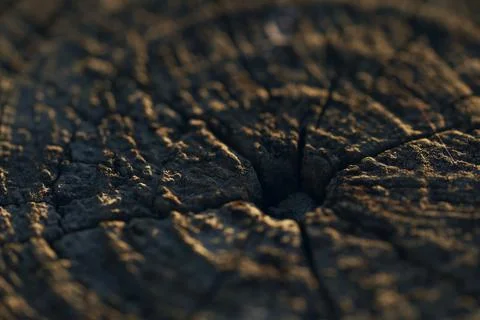 Selective focus of a tree stump for wallpaper and background 스톡 사진